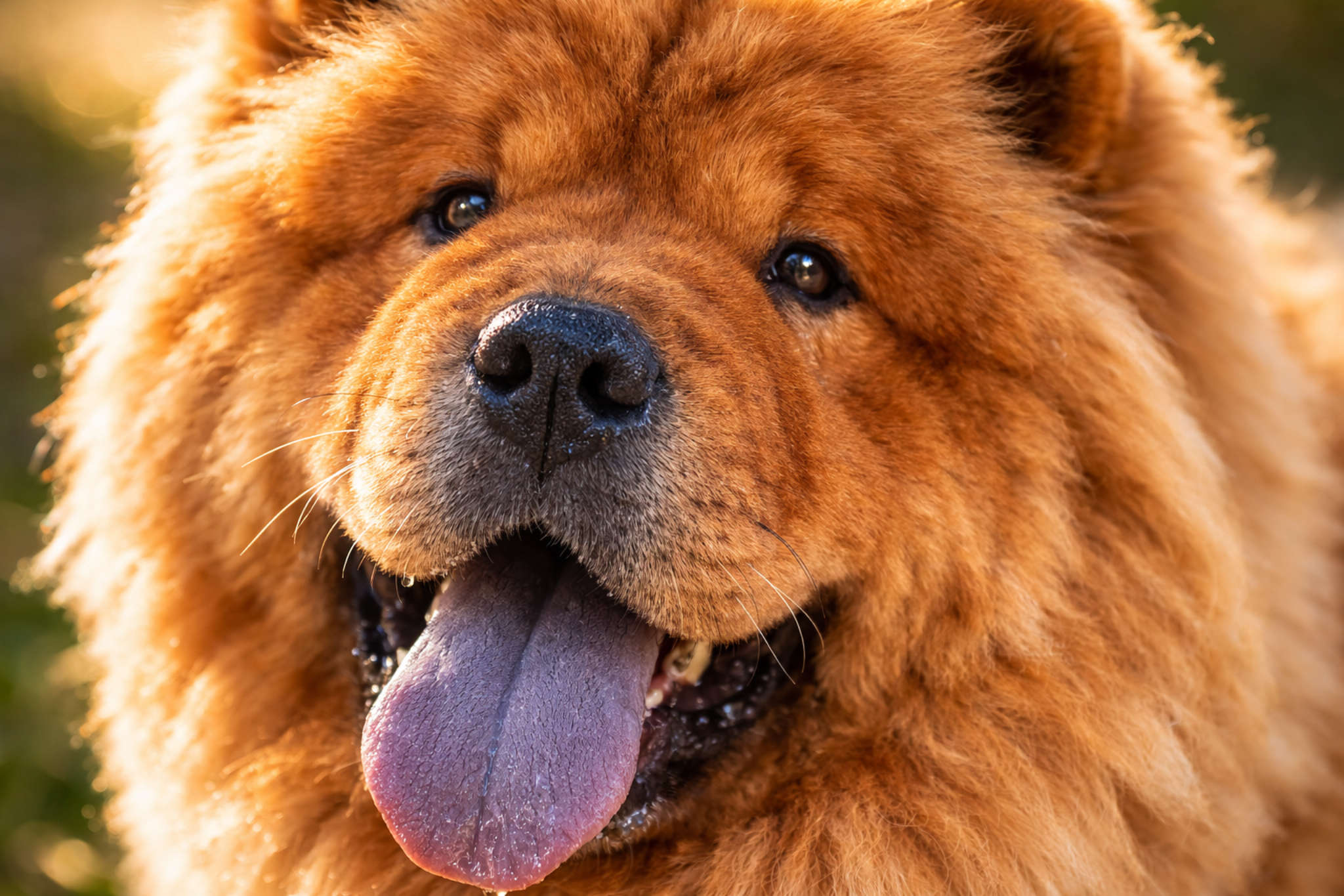 shchenok-chau-chau-foto