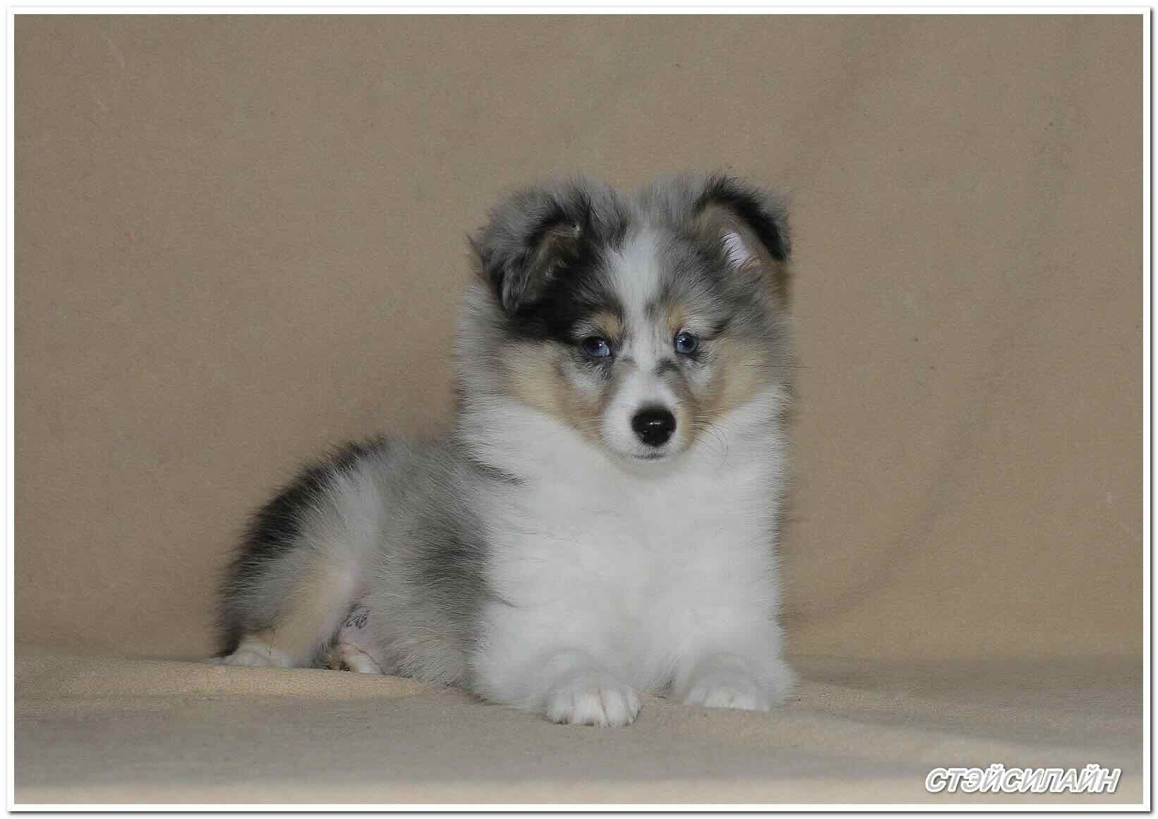 shelti-kupit-shchenka