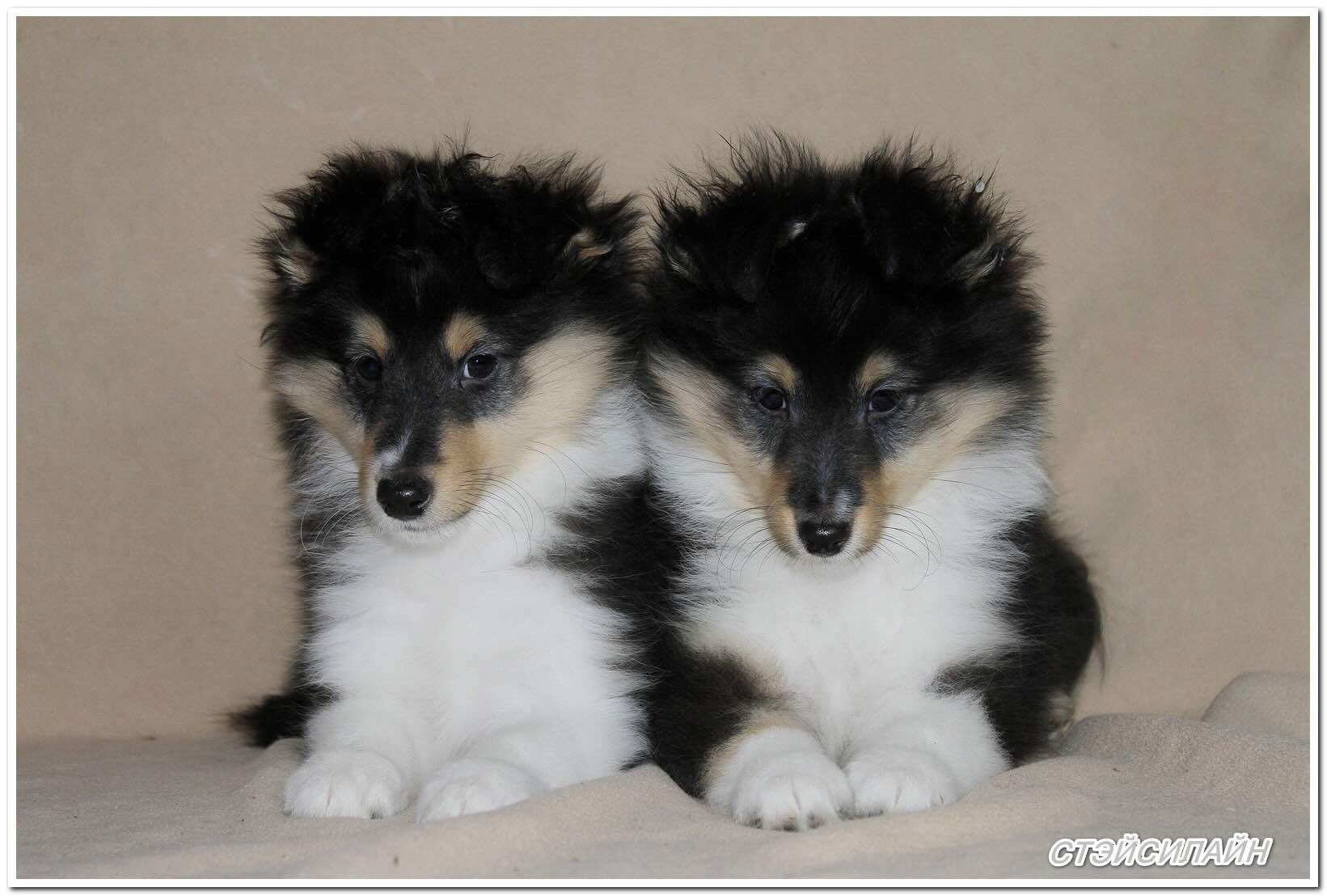 shelti-kupit-shchenka