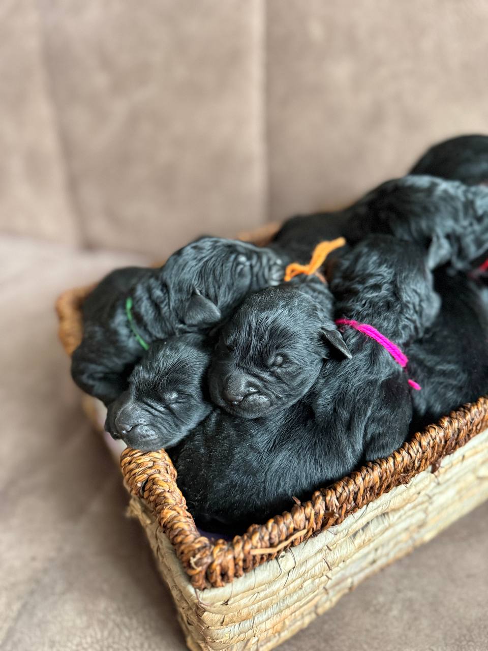 сhernij-terrier-kupit-shchenka