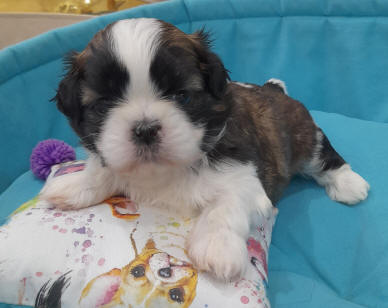 shih-tzu-kupit-shchenka