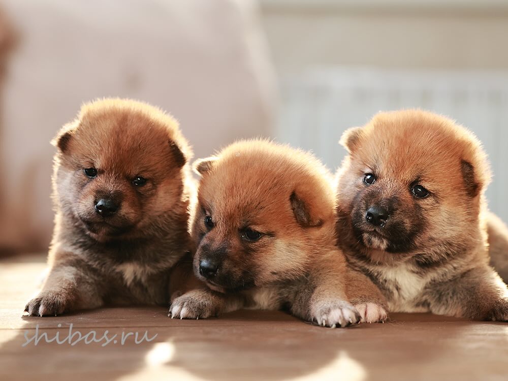 siba-inu-buy-puppy-from-kennel