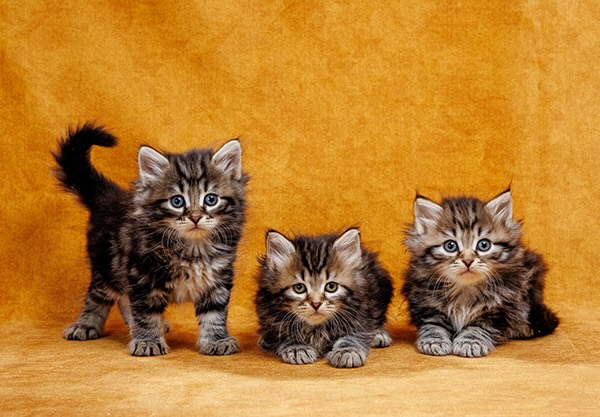 sibirskaja-koshka-kupit-kotenka-iz-pitomnika