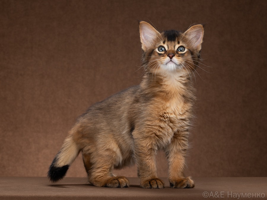 somalijskaia-koshka-kupit-kotenka-iz-pitomnika