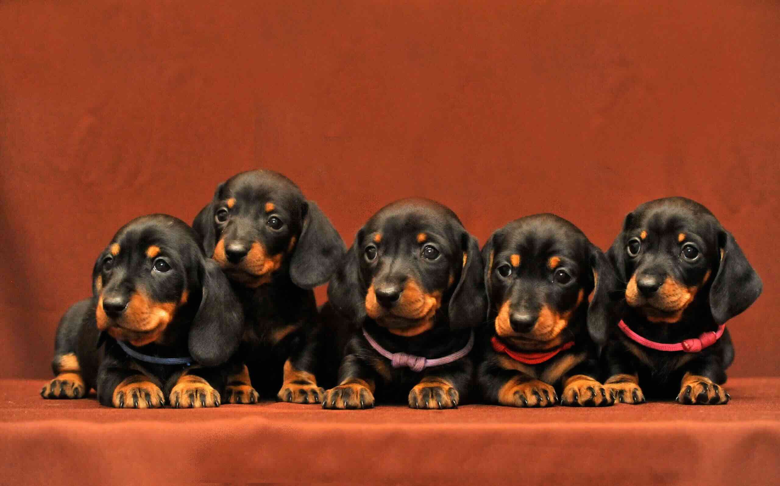 taksa-miniaturnaja-kupit-shchenka