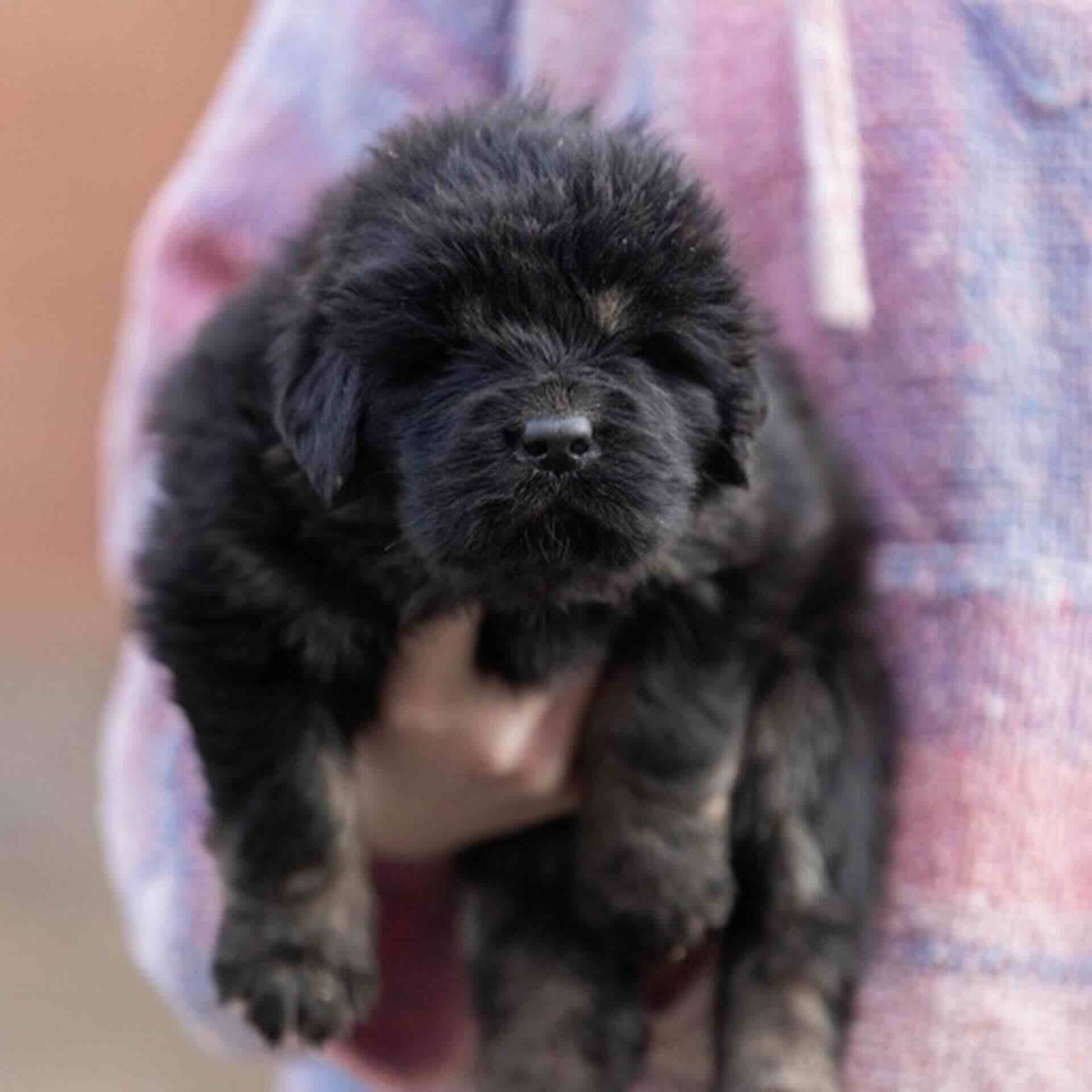 tibetskij-mastif-buy-puppy