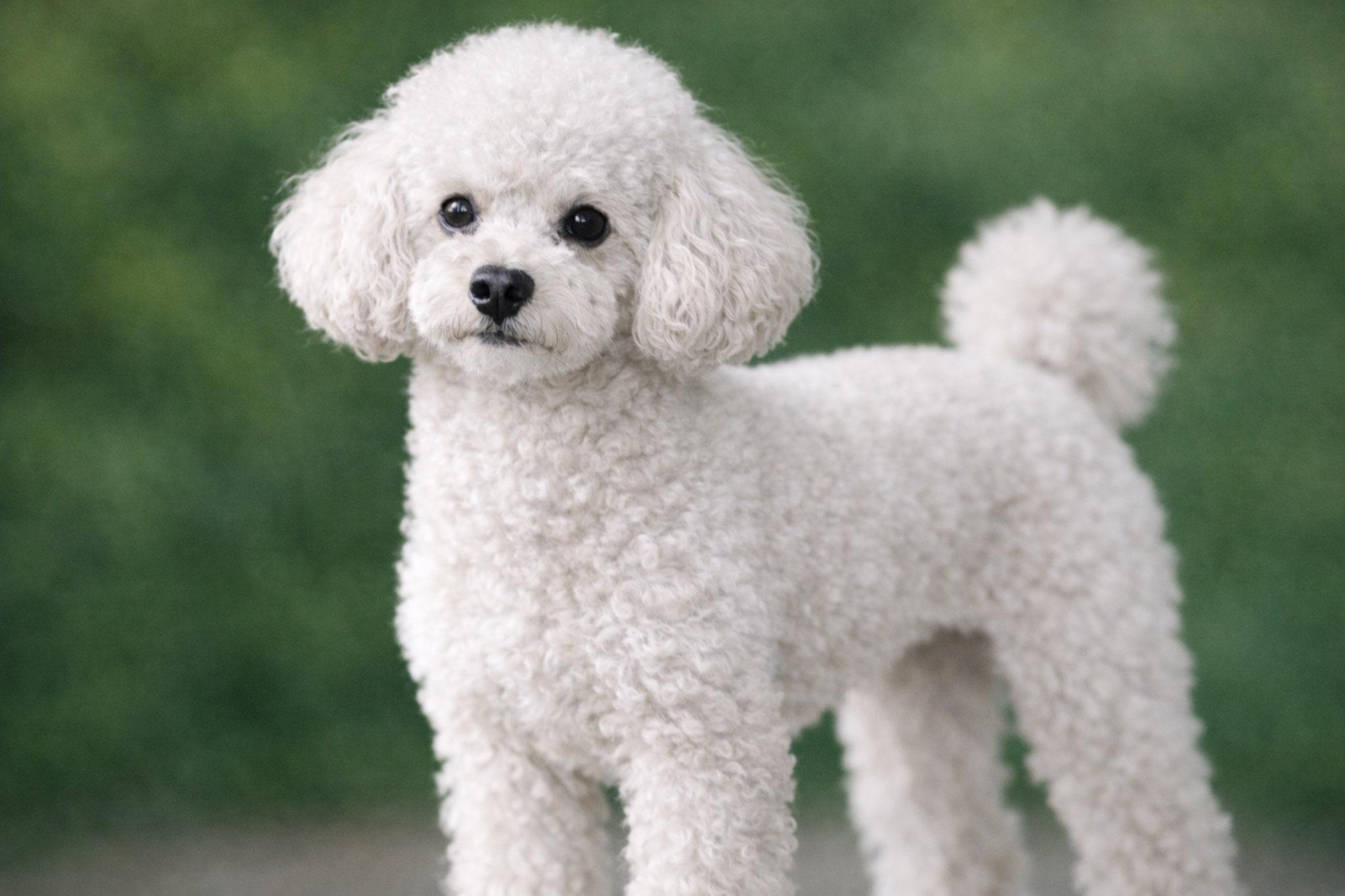 toy-pudel-foto-kudryavaya-sobachka