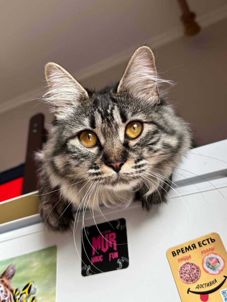 triada-moscow-pitomnik-devon-rexov-prodaga-kotjat