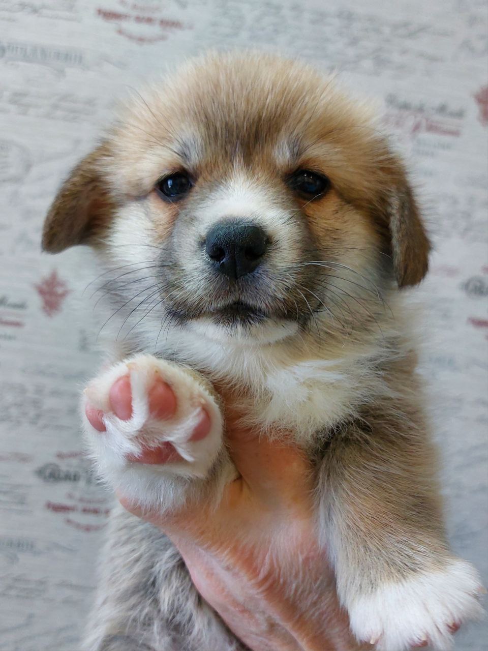 velsh-korgi-pembrok-buy-dog-from-kennel