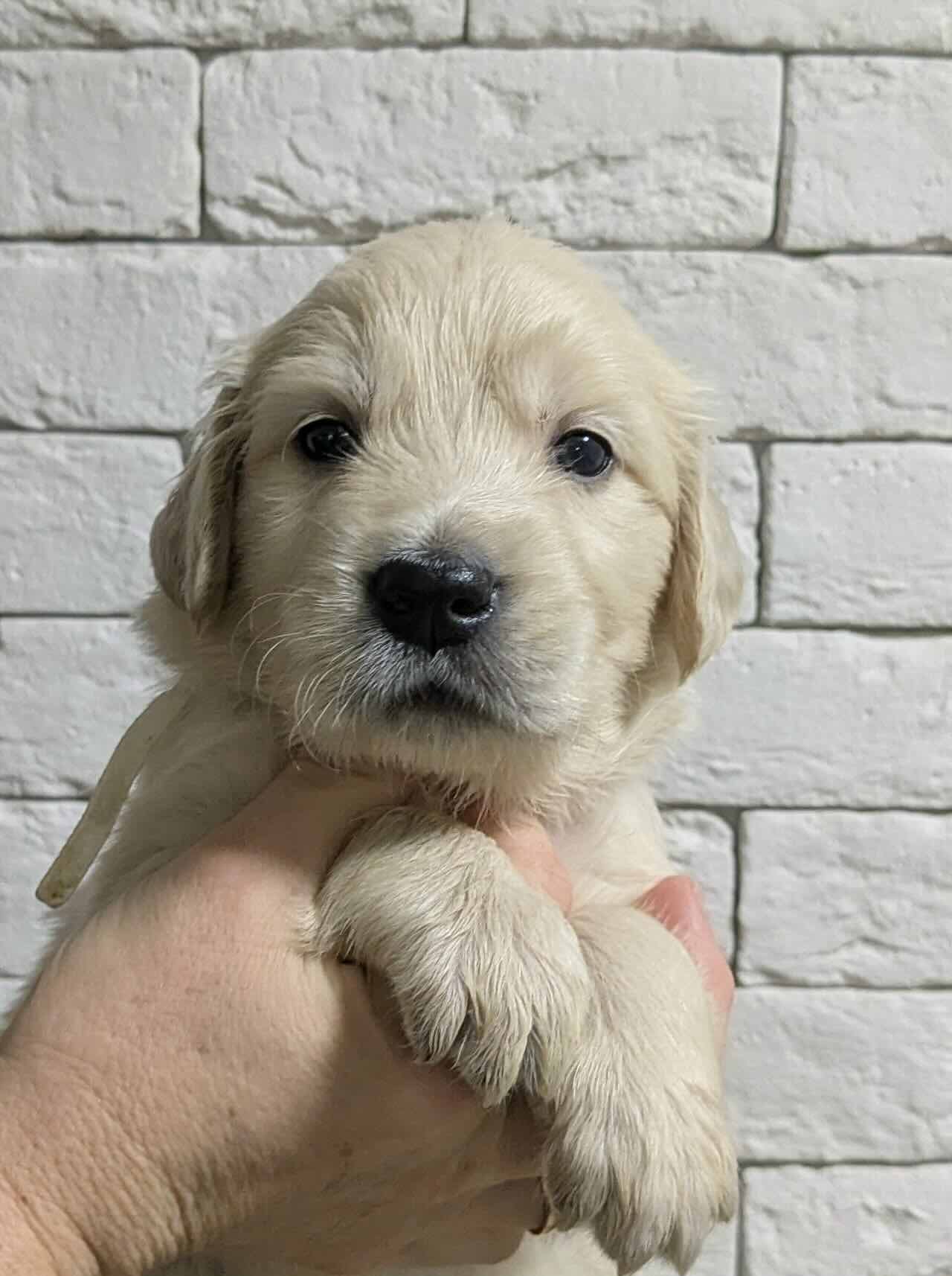 zolotistij-retriver-kupit-shchenka-iz-pitomnika