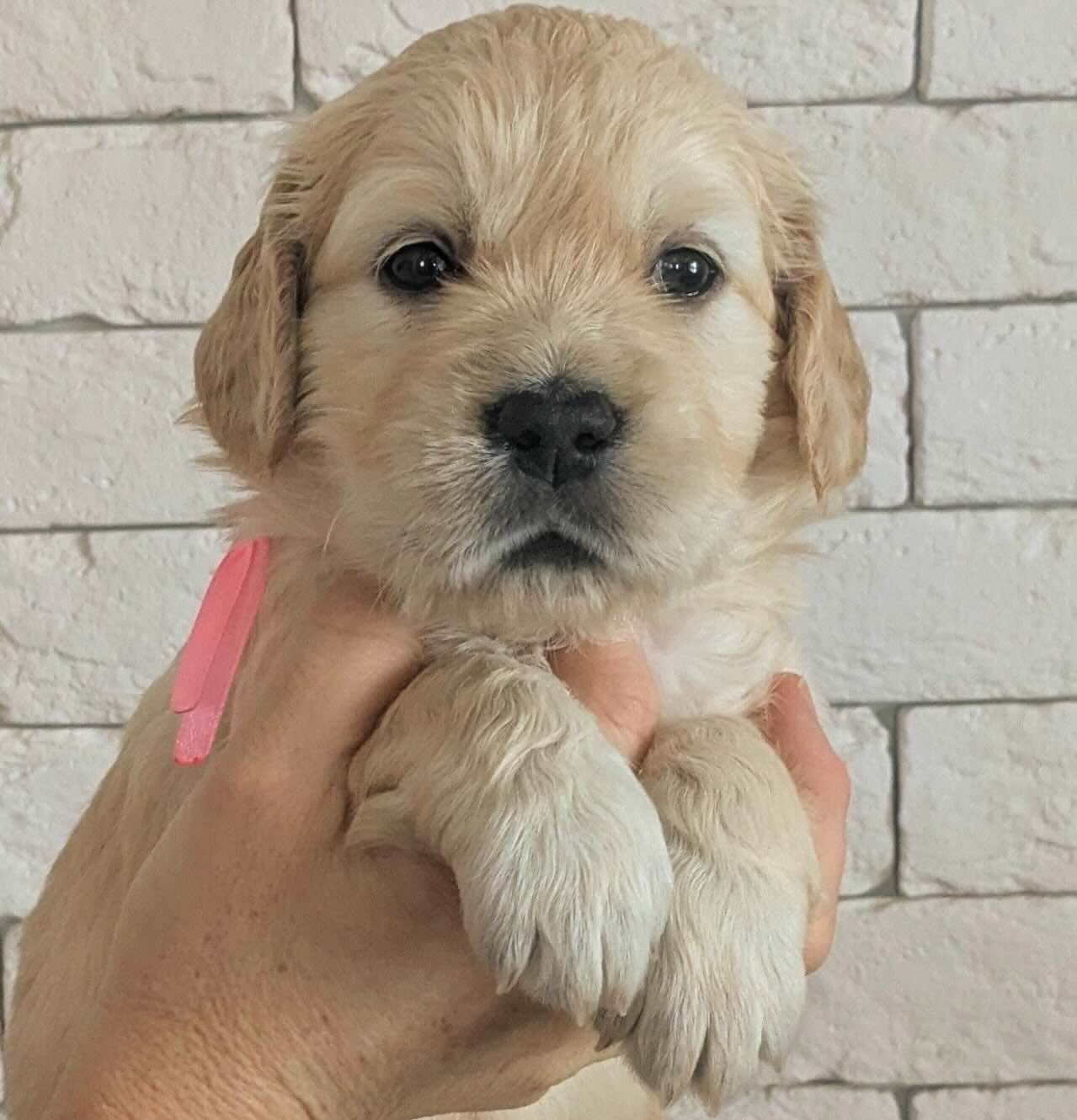 zolotistij-retriver-kupit-shchenka