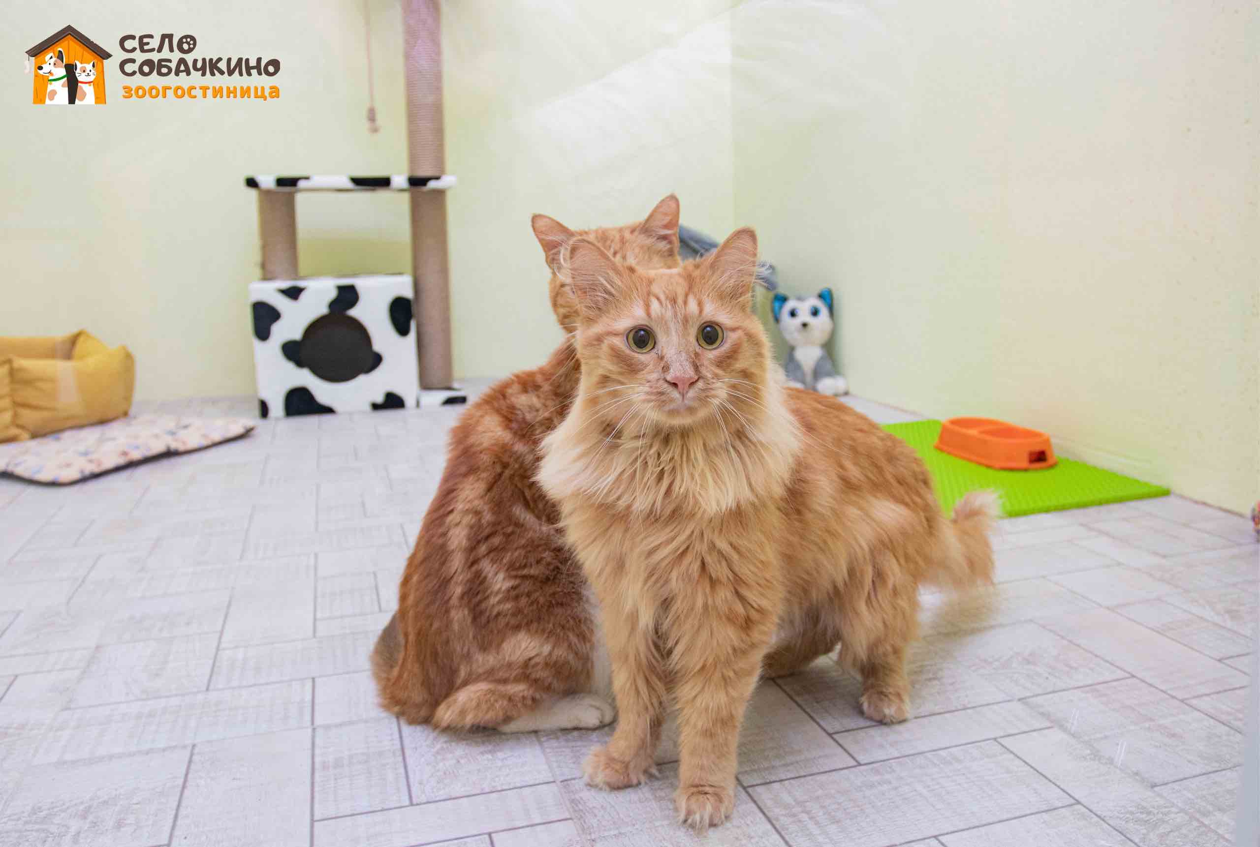 https://zoonika.com/wp-content/uploads/2026/03/zoogostinica-selo-sobachkino-adres.jpeg