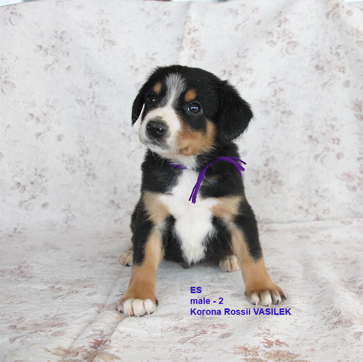 ENTLEBUCHER-SENNENHUND-kupit-shchenka-iz-pitomnika