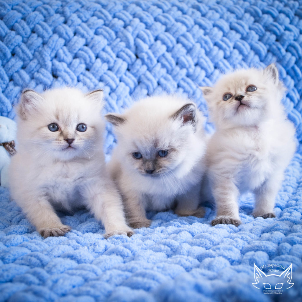 Котята-Дейзи-I-общие-1-1024×1024