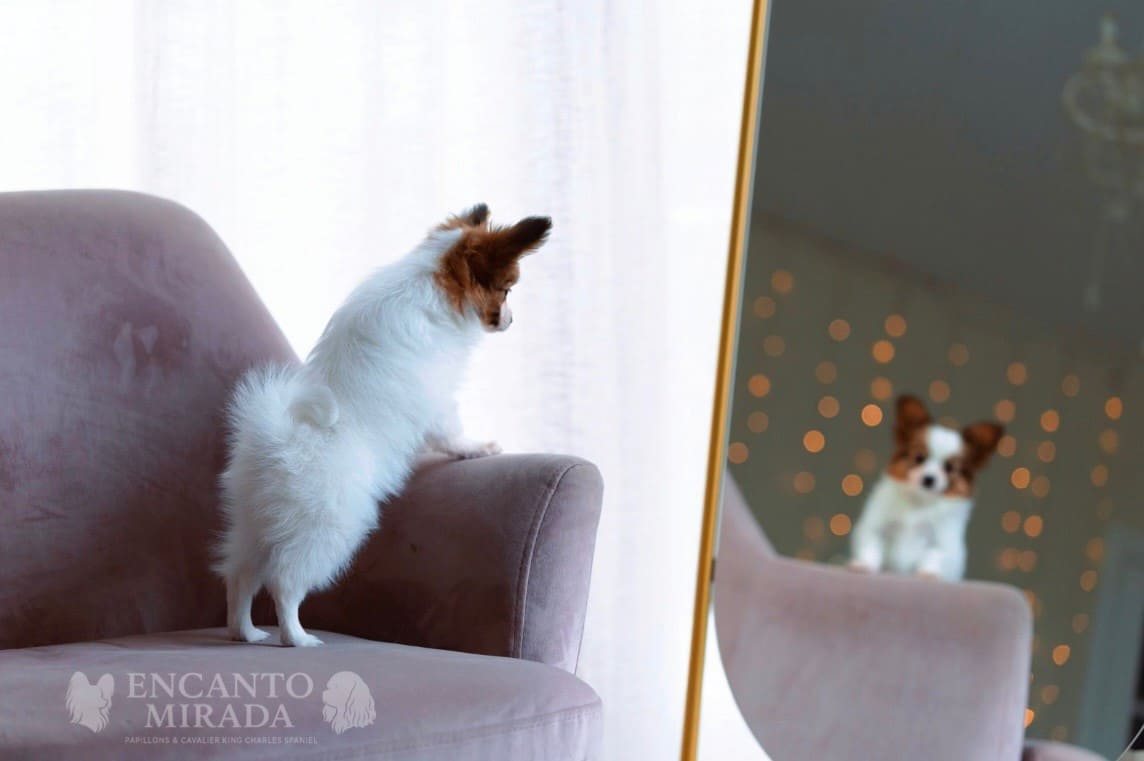 N2JjM2Y2NzItNGZjNy00YTljLWFmNmItMzRiMWZhZDE0MWIzX1Bob3Rv