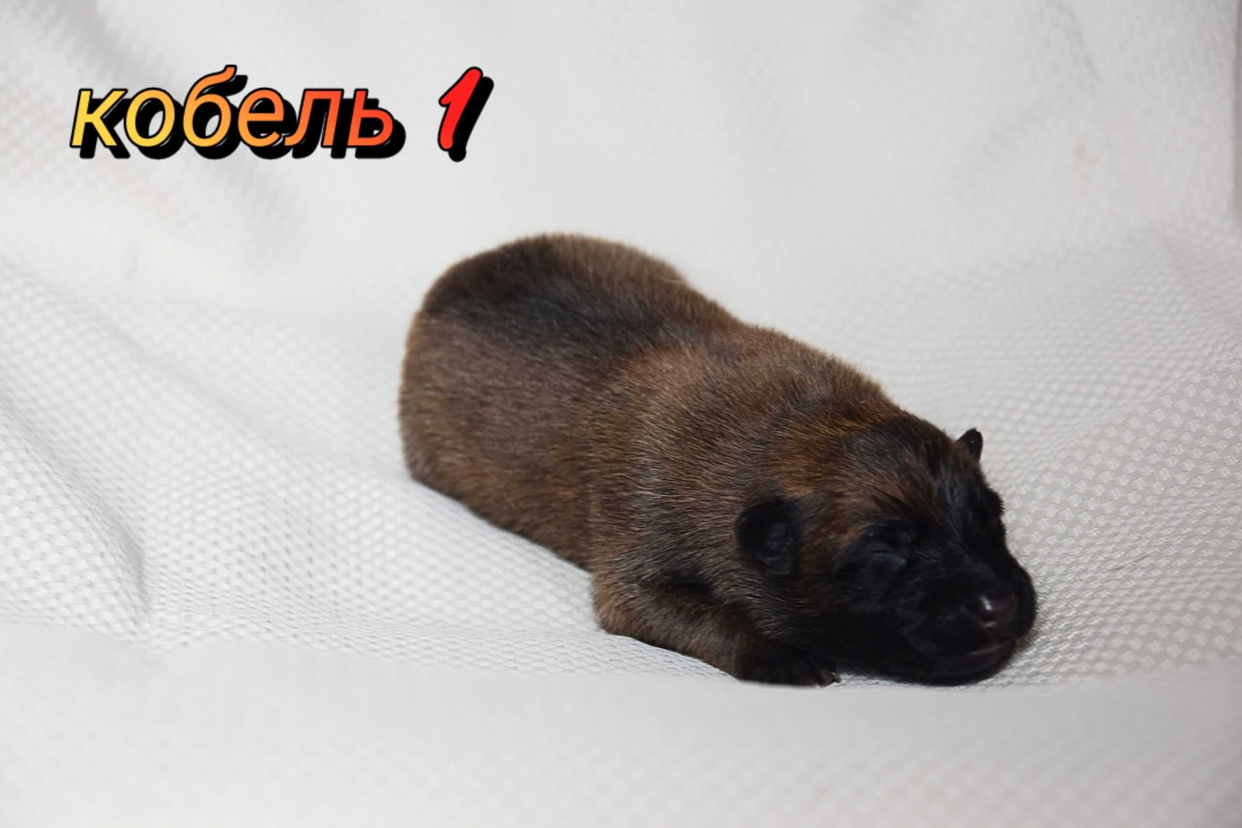 VALKYRIE-MALIGATORS-pitomnik-malinua-prodaga-shhenkov