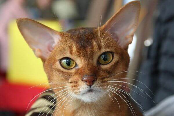 abisinio-aspecto-físico