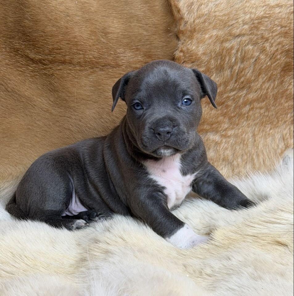 amstaff-buy-puppy-from-kennel