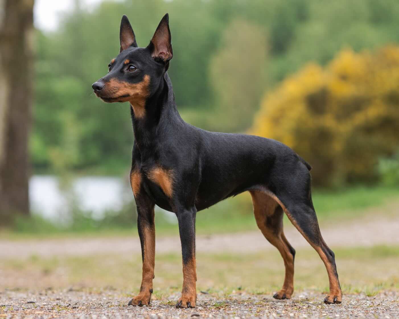 angliyskiy-toy-terer-black-and-tan-standart-porody