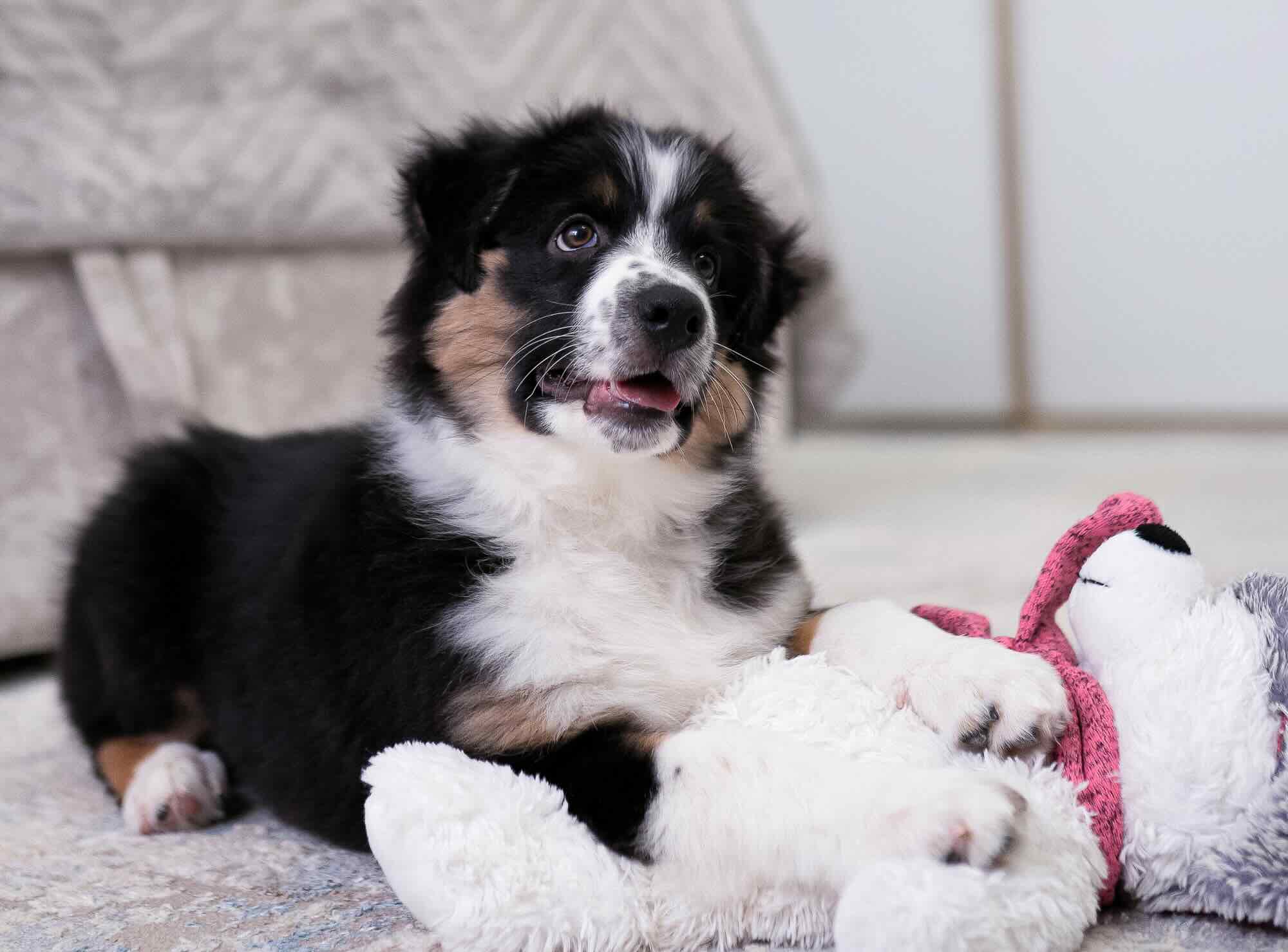 avstraliiskaja-ovcharka-kupit-sobaku