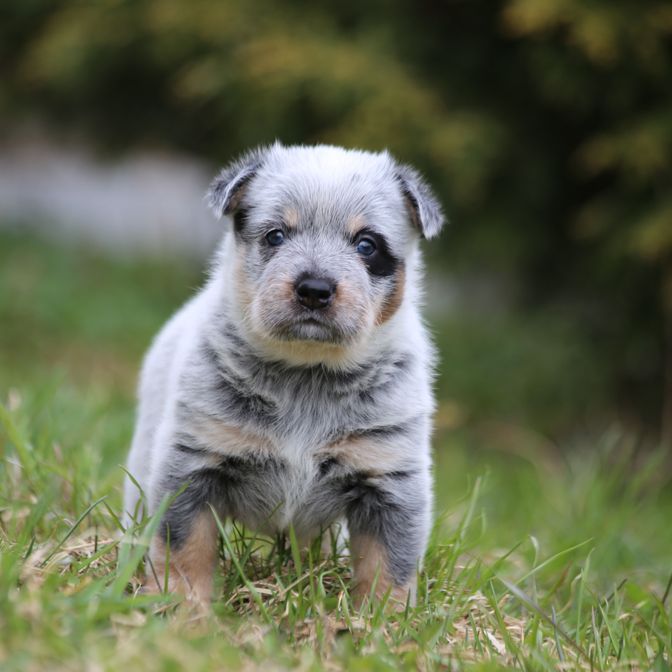 avstralijskij-hiller-kupit-shchenka