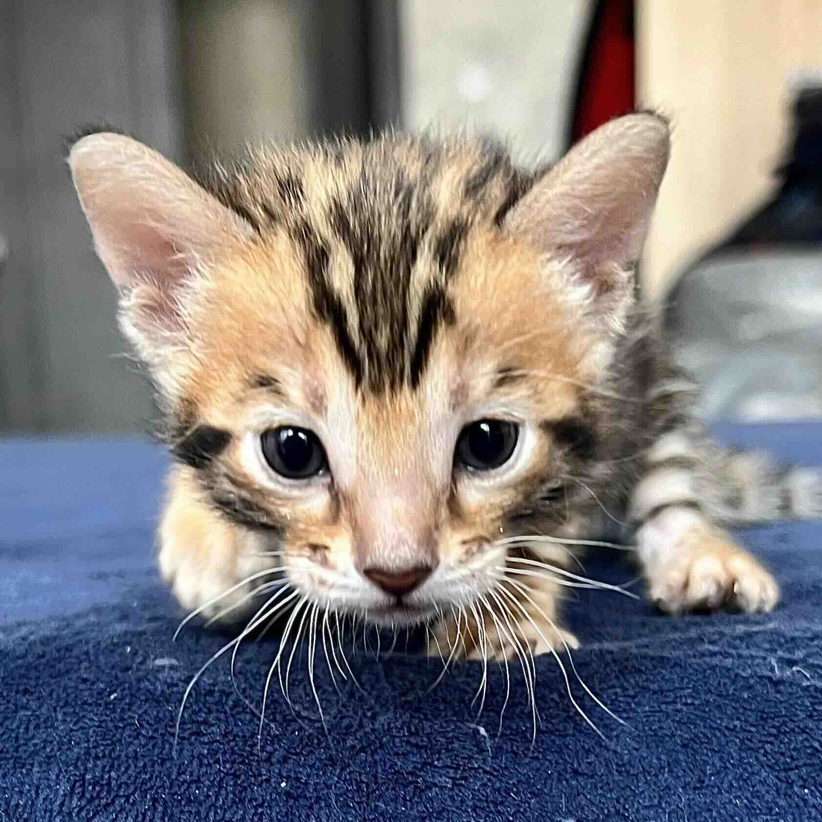 bengalskaja-koshka-kupit-koshku