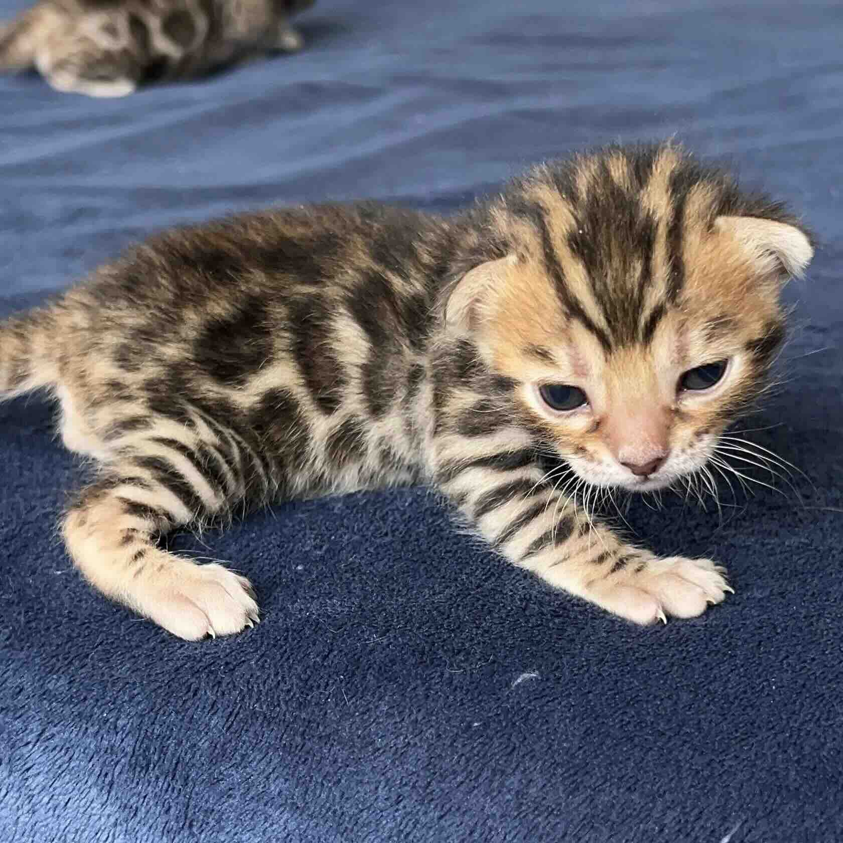 bengalskaja-koshka-kupit-kotenka-iz-pitomnika