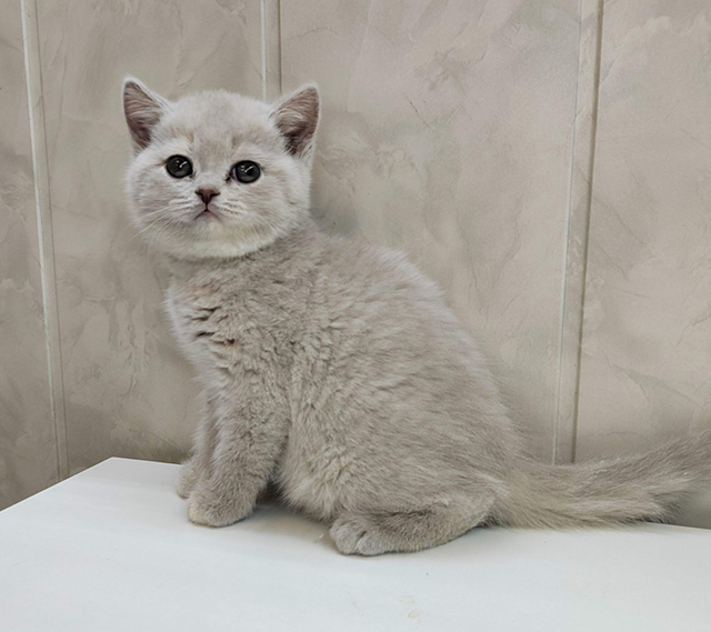 britanskaja-koshkal-kupit-koshku