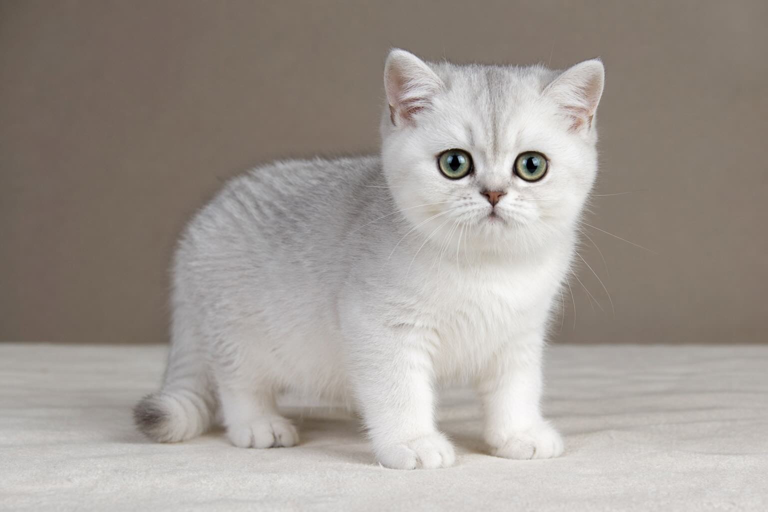 britanskaya-serebristaya-shinshilla-ocenka-kotenka