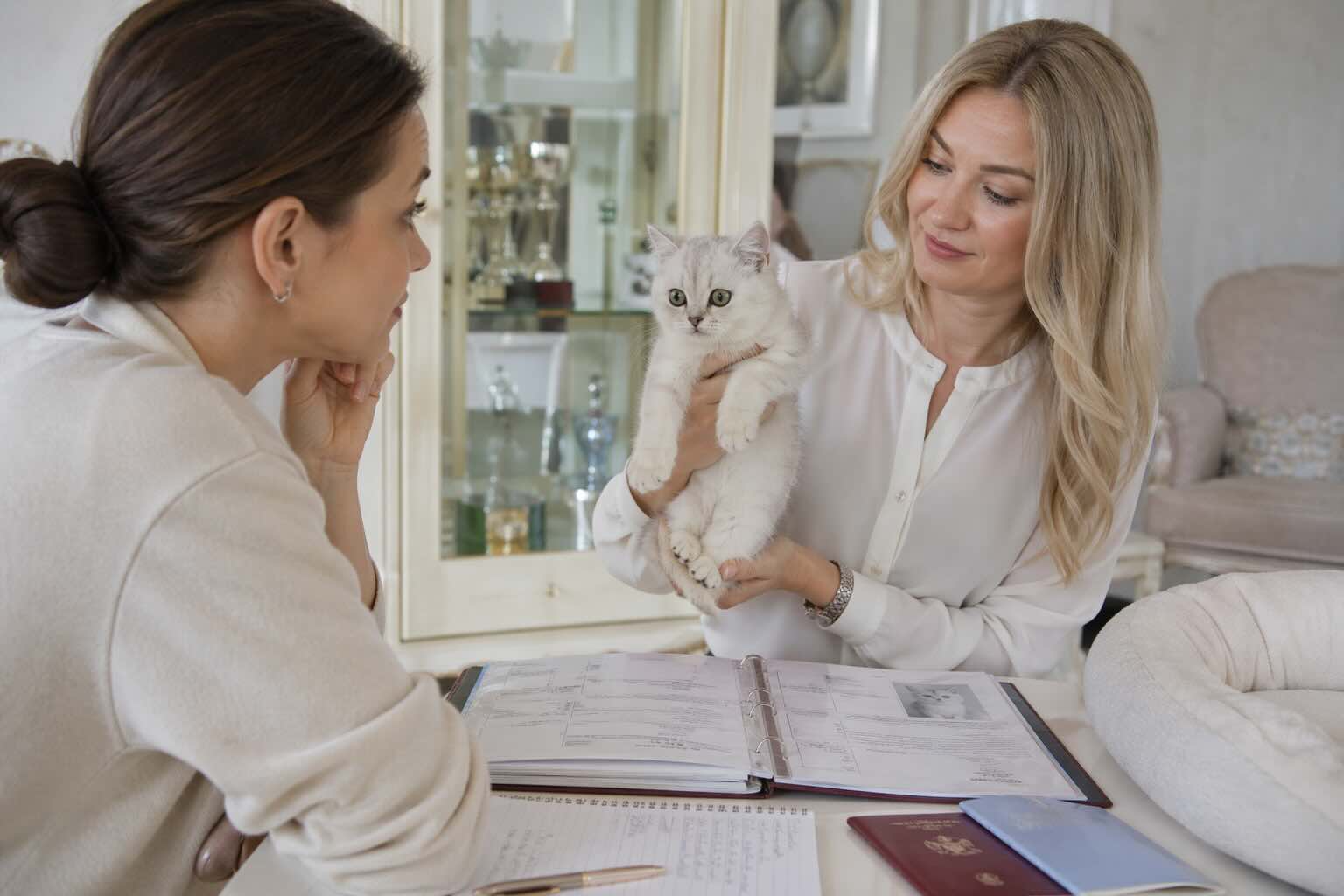 britanskaya-serebristaya-shinshilla-voprosy-zavodchiku