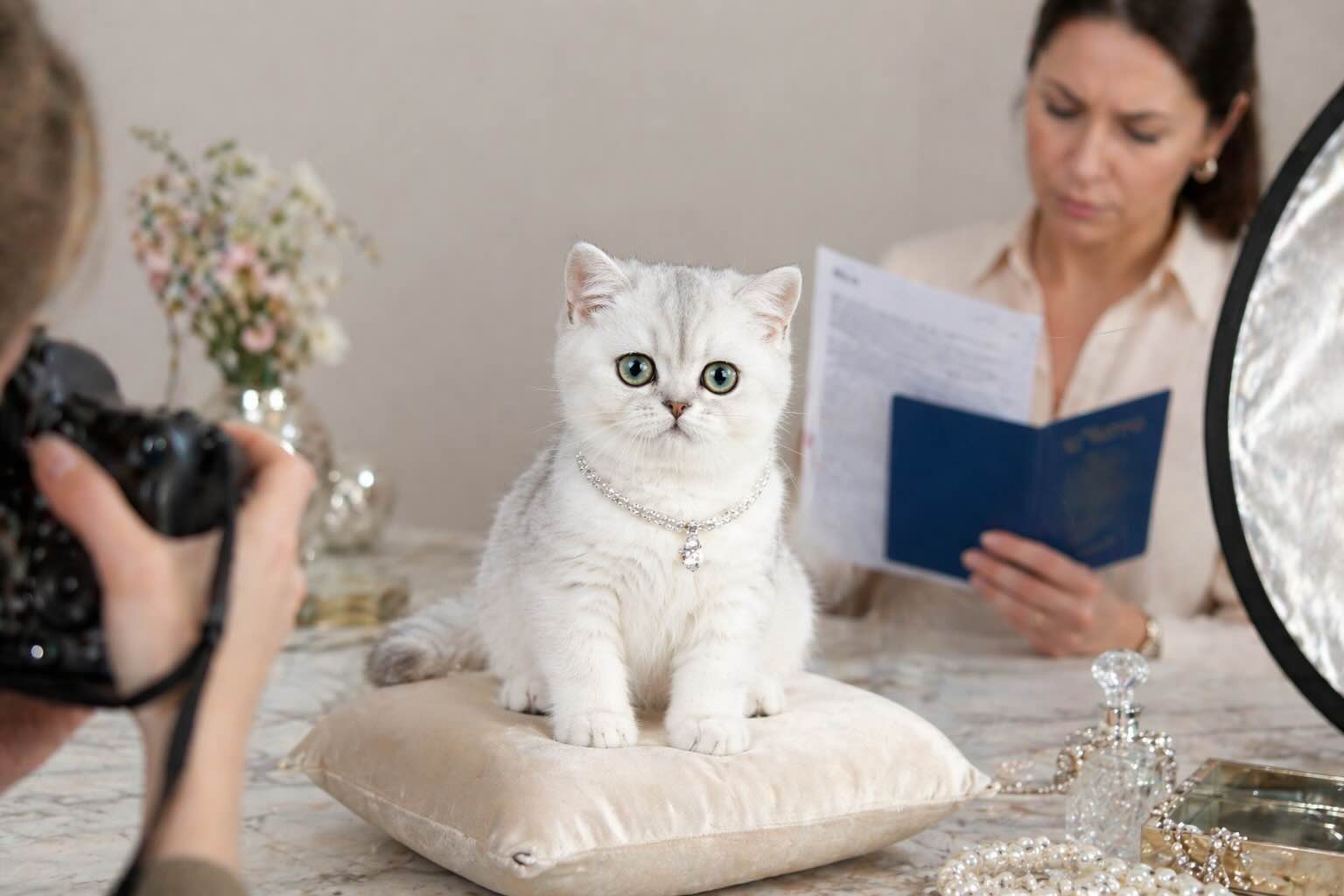 britanskaya-shinshilla-krasivaya-reklama-i-fakty