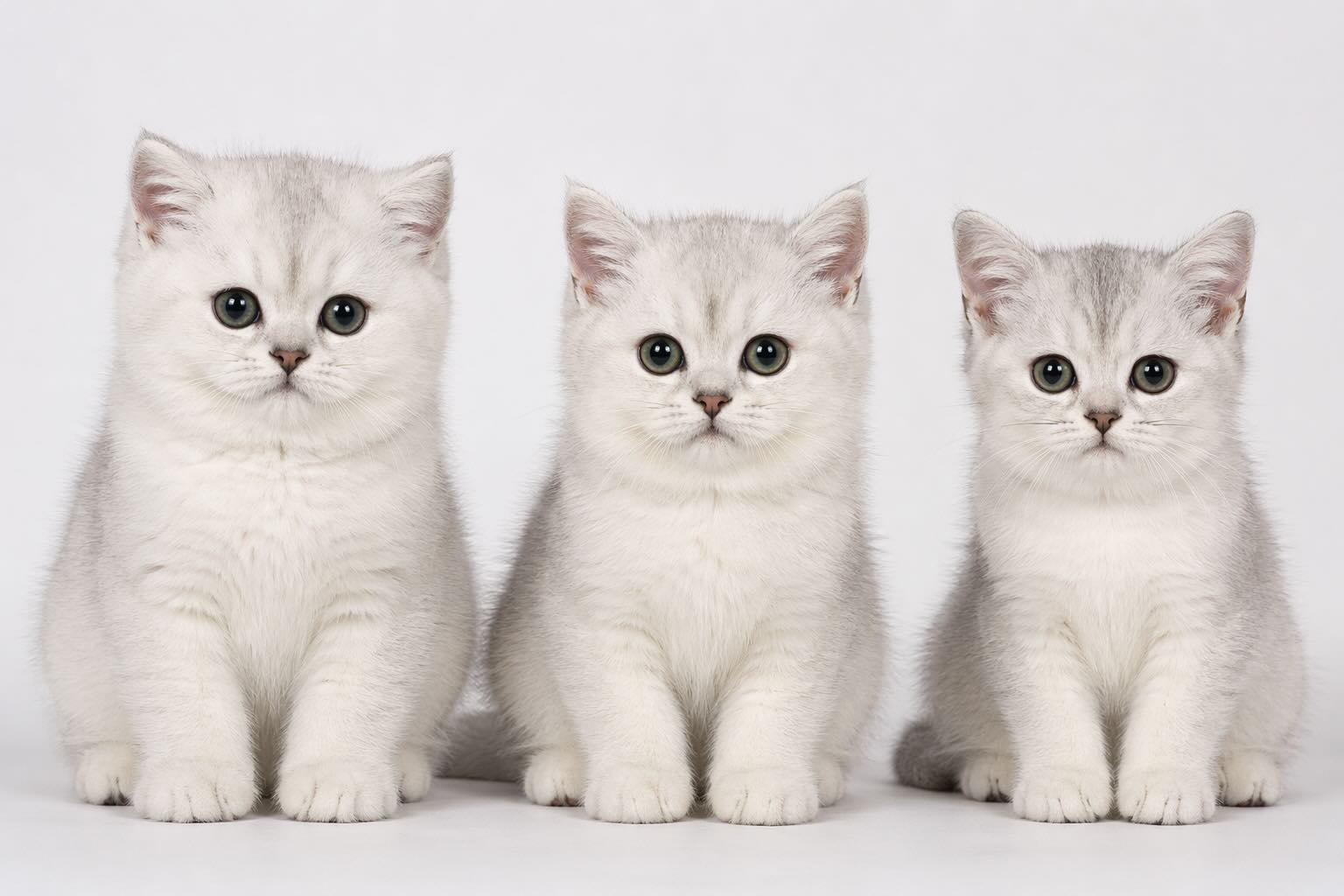 britanskaya-shinshilla-sravnenie-kotyat-po-tipu