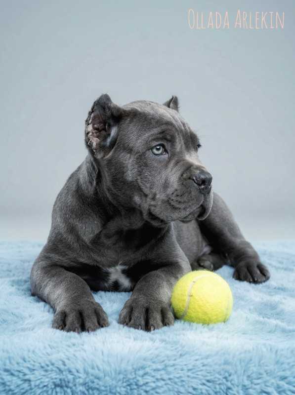 buy-puppy-cane-corso