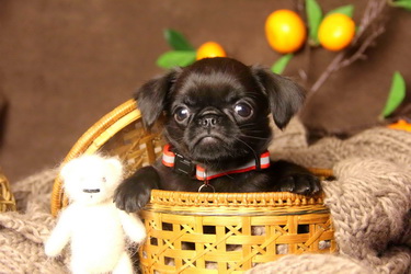 buy-puppy-pti-brabanson