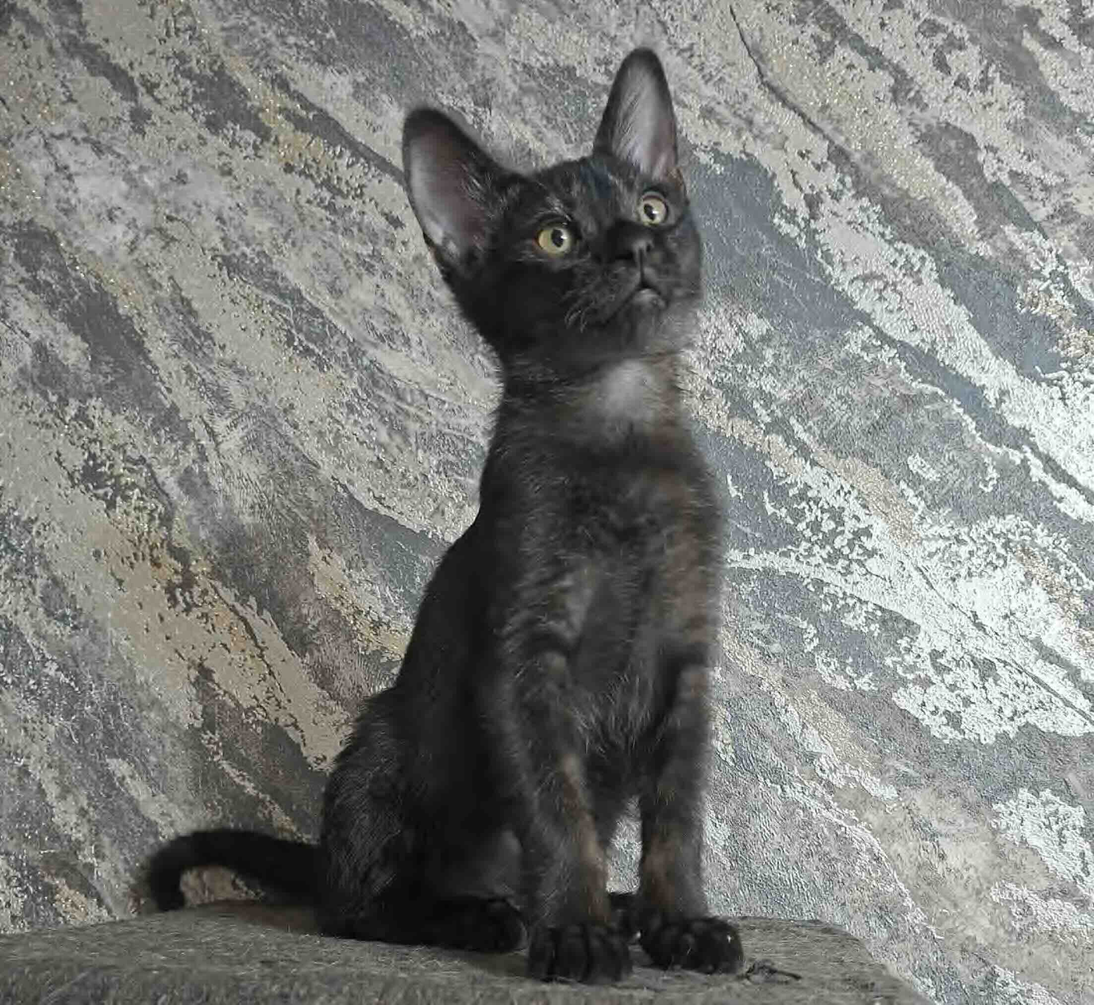 cat-chauzi-buy-kitten