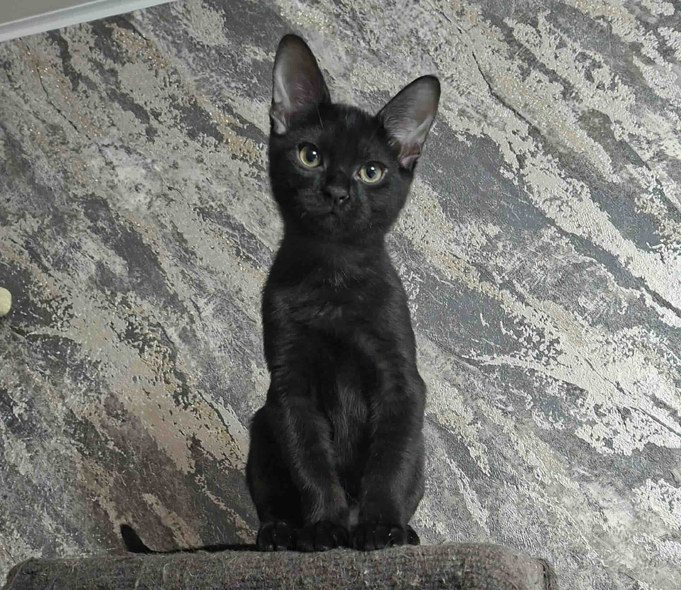 chauzi-kupit-kotenka-iz-pitomnika