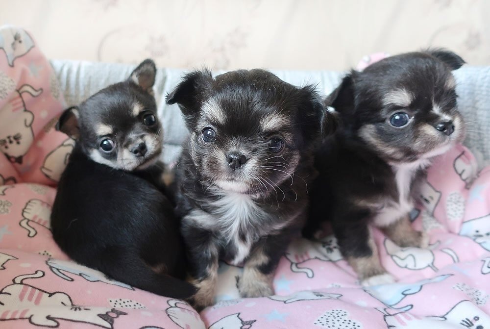 chihuahua-kupit-shchenka-iz-pitomnika