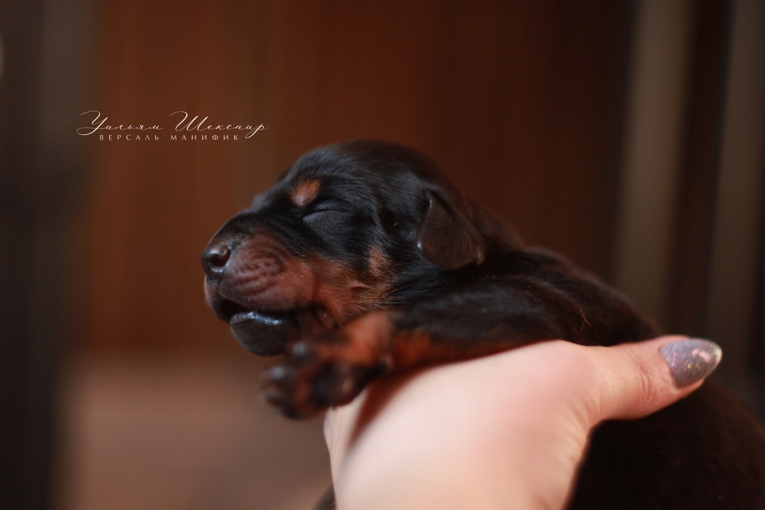 doberman-kupit-shchenka-iz-pitomnika