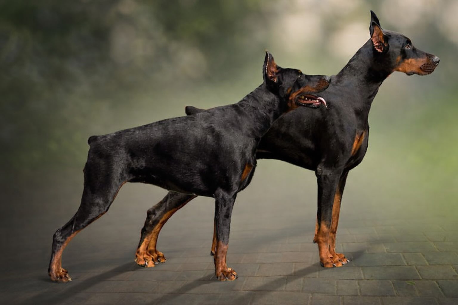 doberman-kupit-shchenka-iz-pitomnika