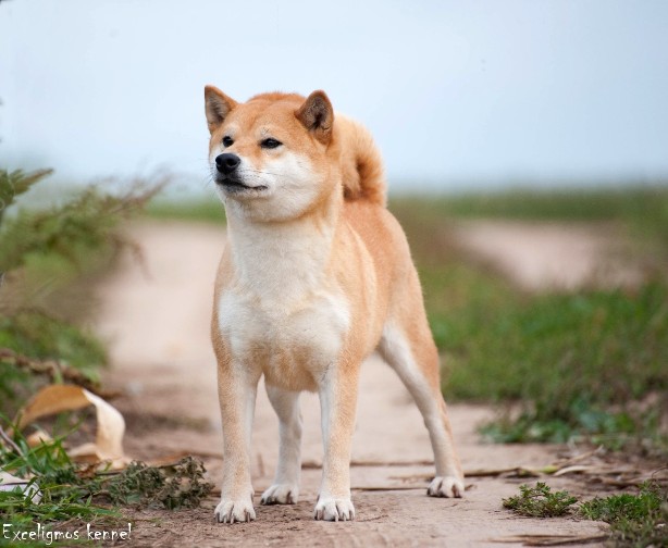 dogs-kennel-siba-inu-Exceligmos