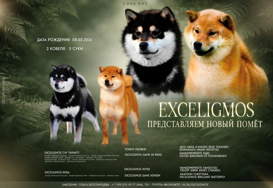 dogs-kennel-siba-inu-buy-puppy