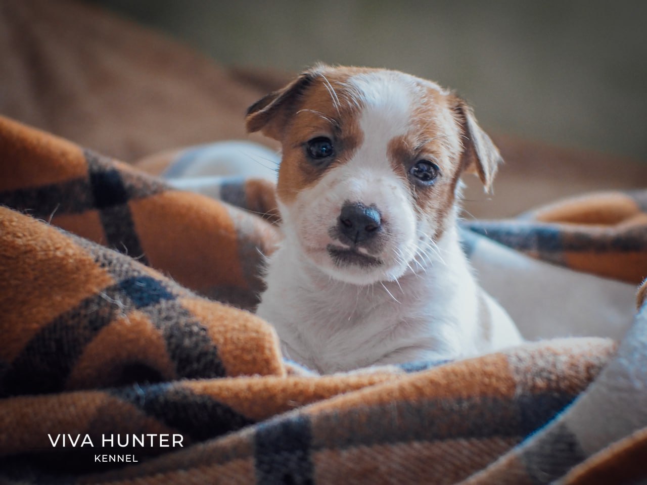 dzhek-rassel-terrier-kupit-shchenka