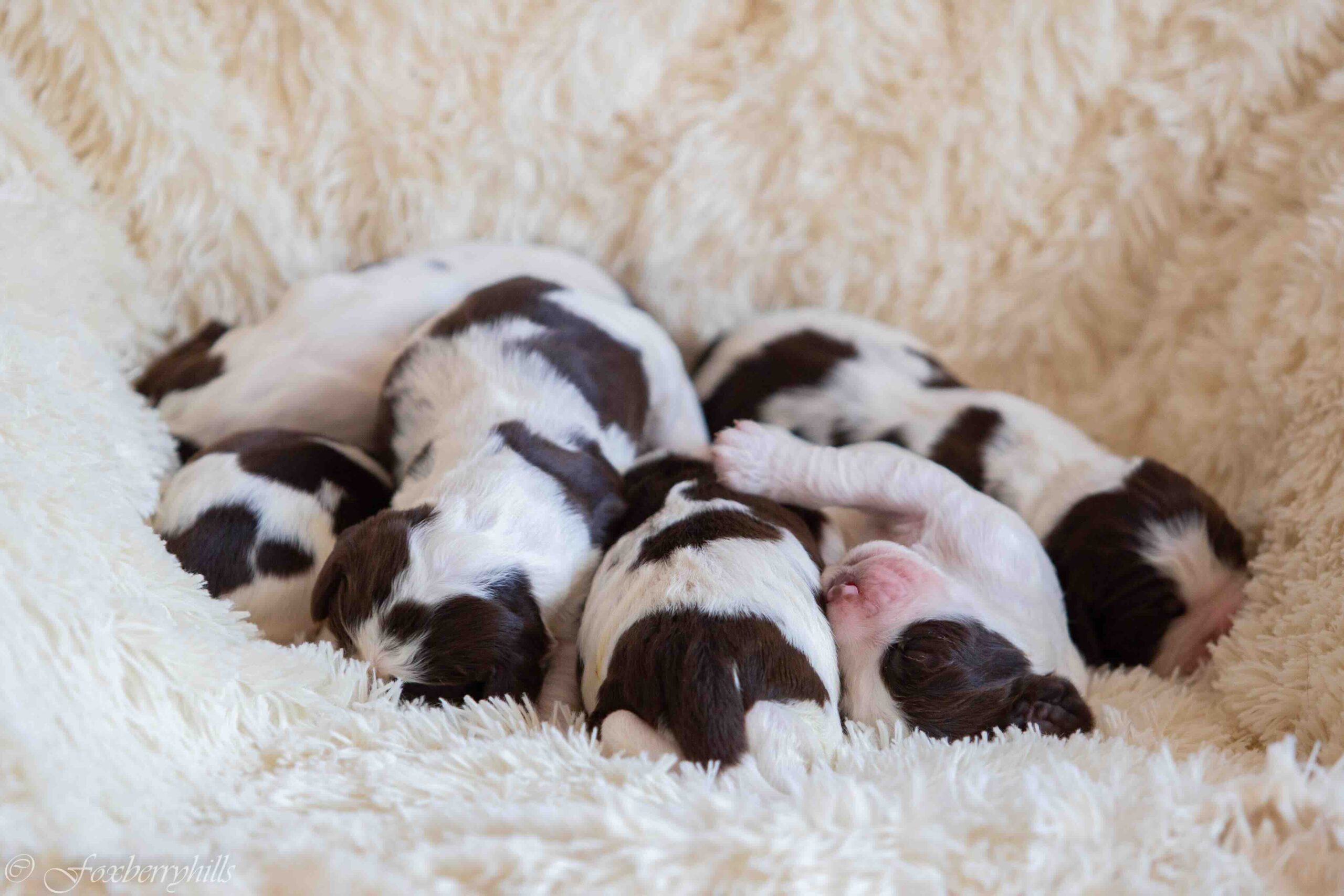 english-springer-spaniel-buy-puppy