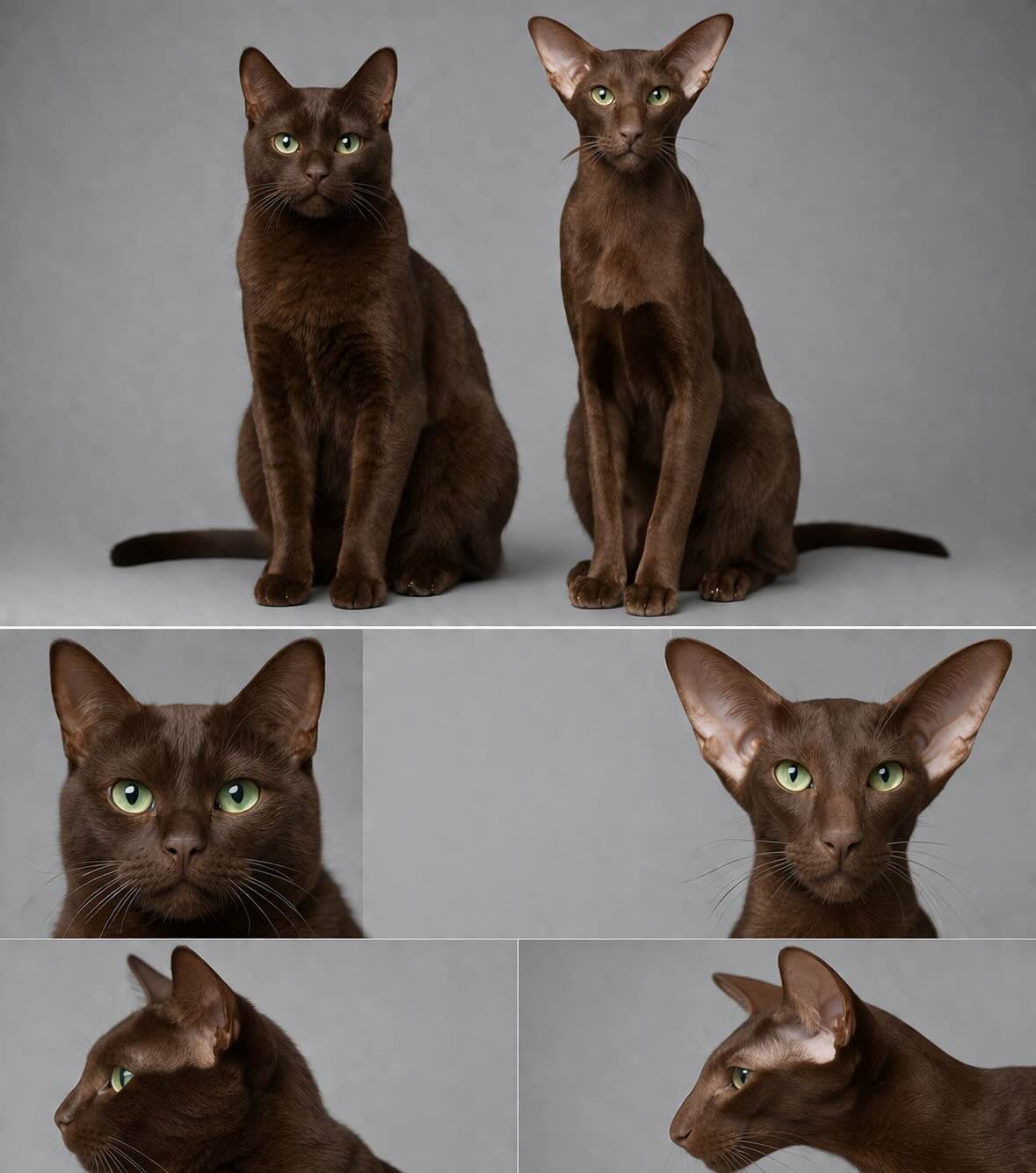 gavana-braun-i-koshka-oriental-sravnenie-korichnevaya-koshka