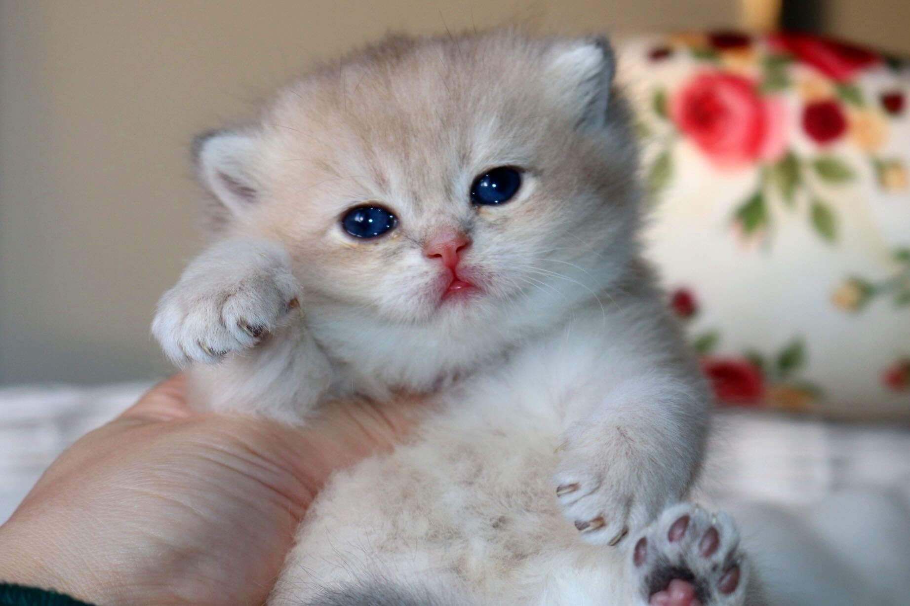 golubaja-shinshilla-kupit-koshku