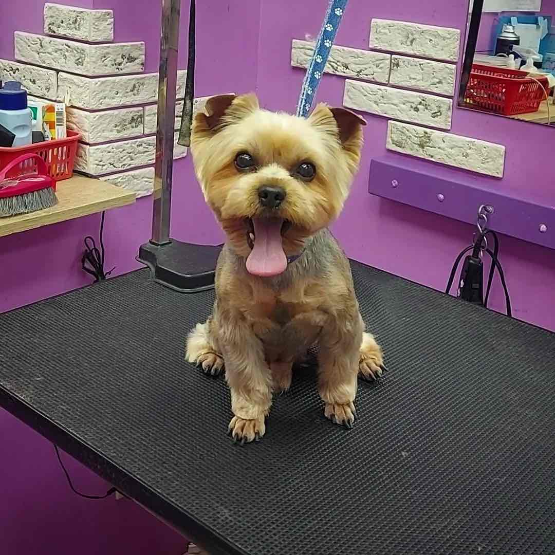 https://zoonika.com/wp-content/uploads/2026/04/grooming-salon-groom-mini-nedorogo.jpeg