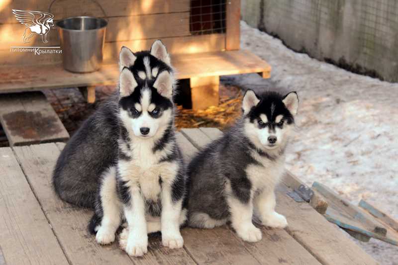 haski-kupit-shchenka