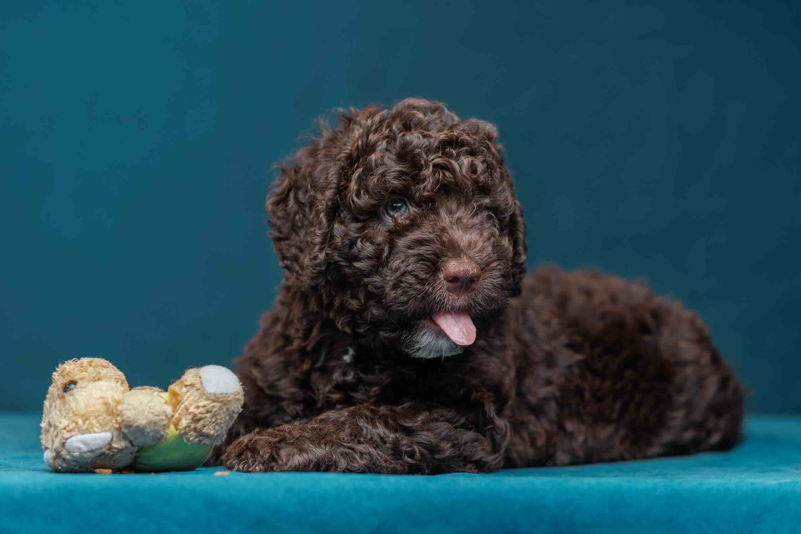 ispanskaja-vodjanaja-sobaka-kupit-sobaku