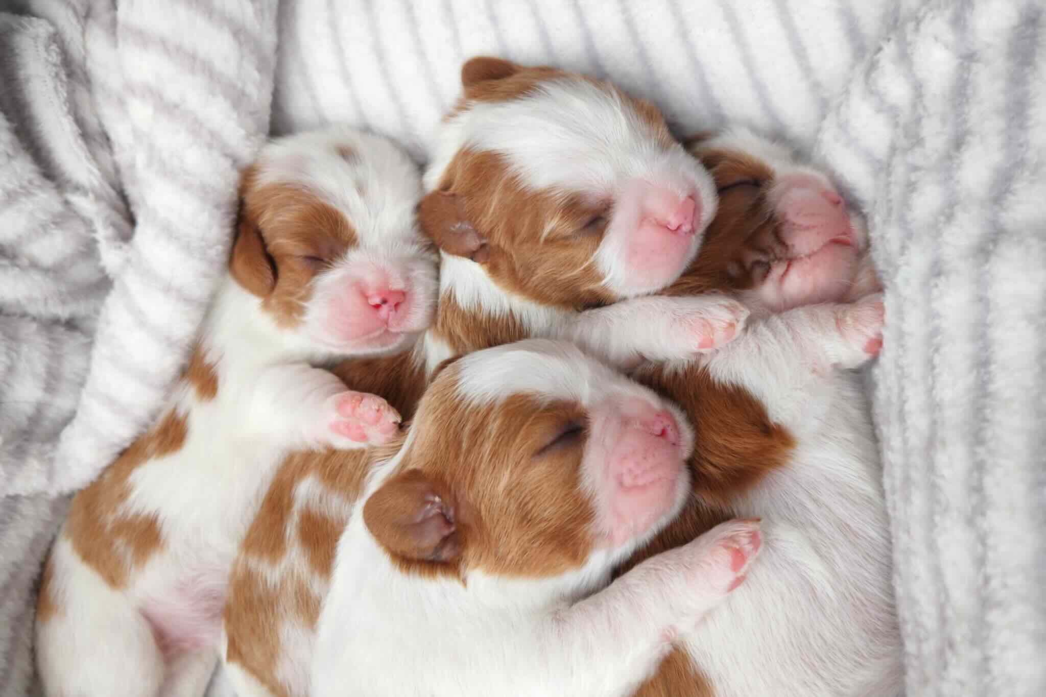 kavaler-king-charls-spaniel-kupit-shchenka