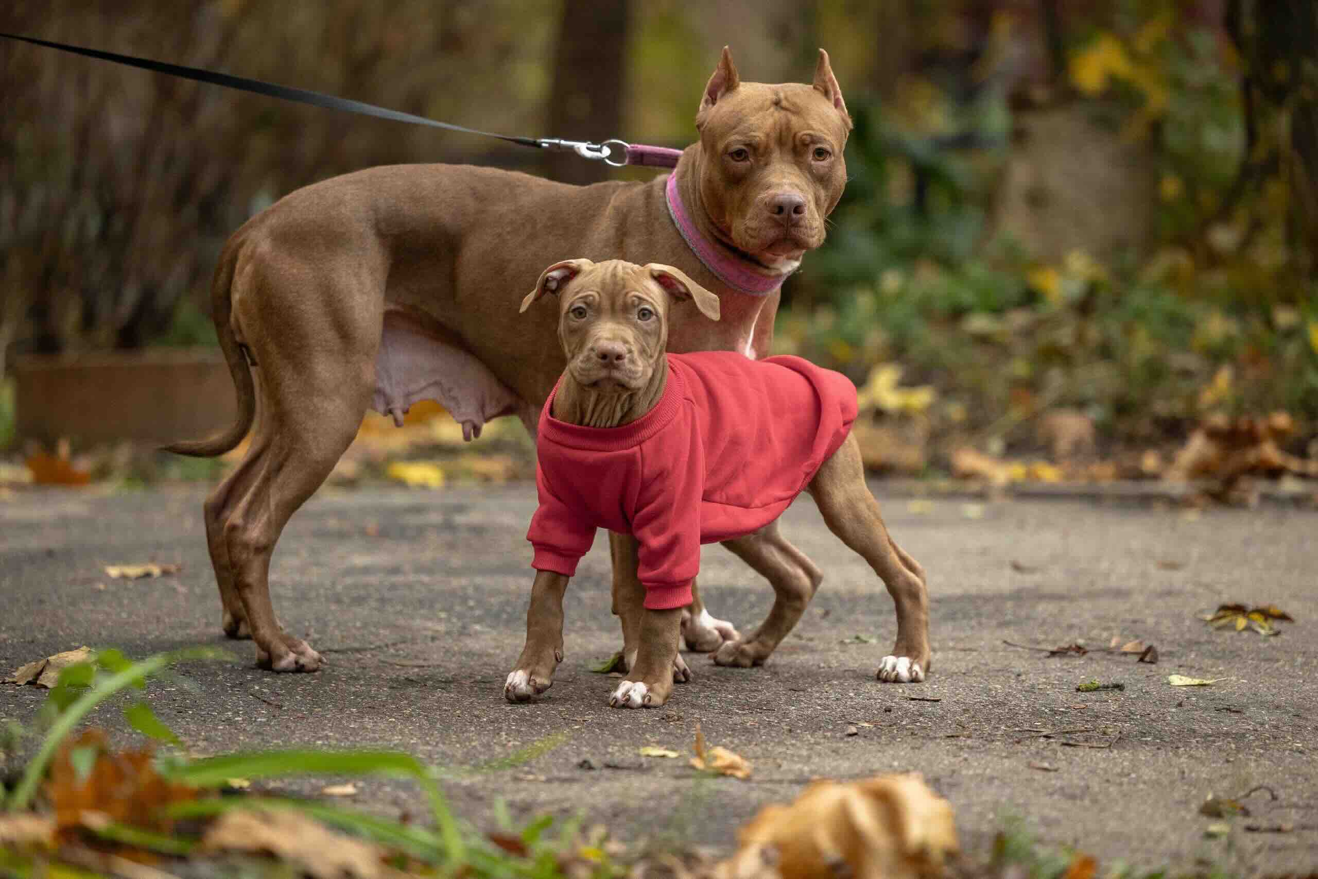 kennel-BRAVE-FIGHTERS-pitbulls-buy